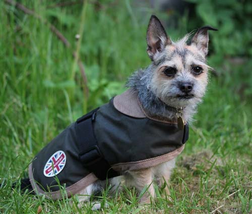 Edinburgh Wax Dog Coat