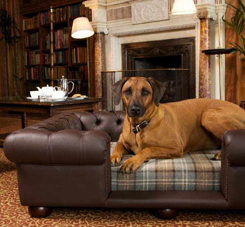 Balmoral Brown Leather Dog Sofa