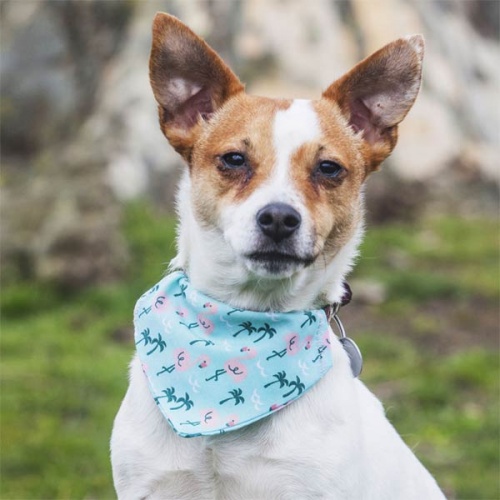 Flamingo Dog Bandana