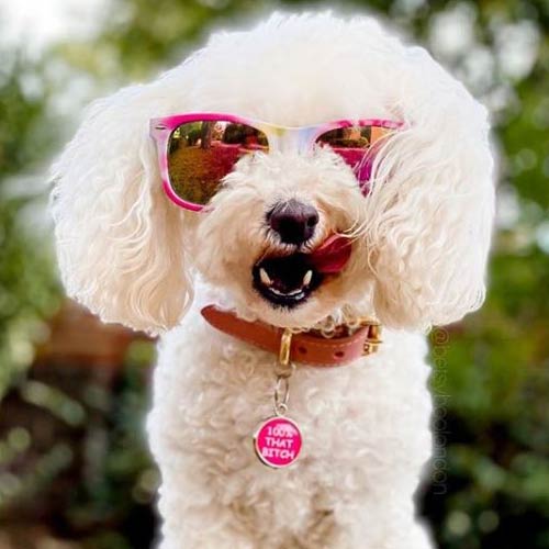 Funny Pet Tag - 100% That B*tch