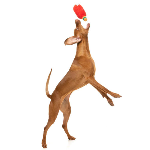 Christmas Rum or Gin Dog Toy