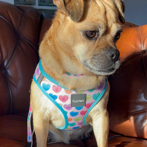 FuzzYard Step-in Dog Harness - Candy Hearts