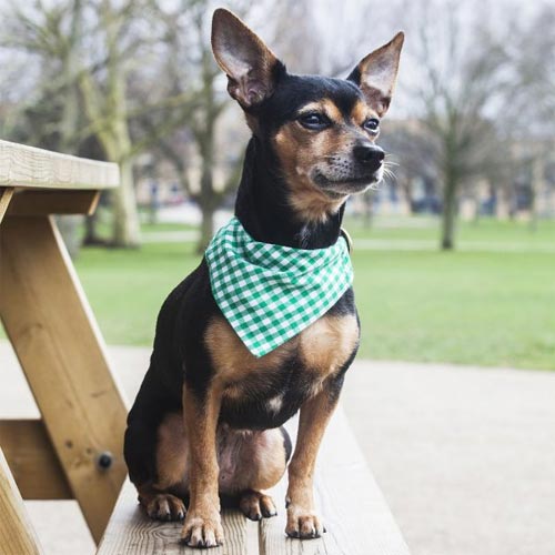 Gingham Dog Bandanas