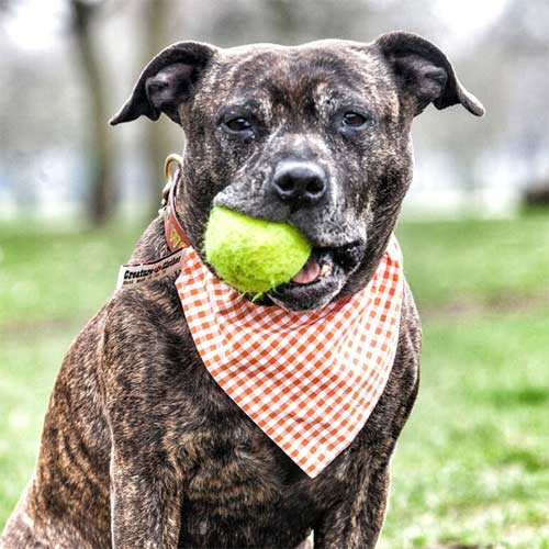 Gingham Dog Bandanas