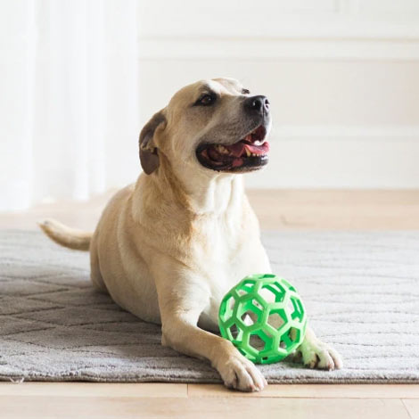 Hol-ee Roller Dog Ball