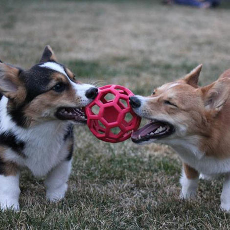 Hol-ee Roller Dog Ball