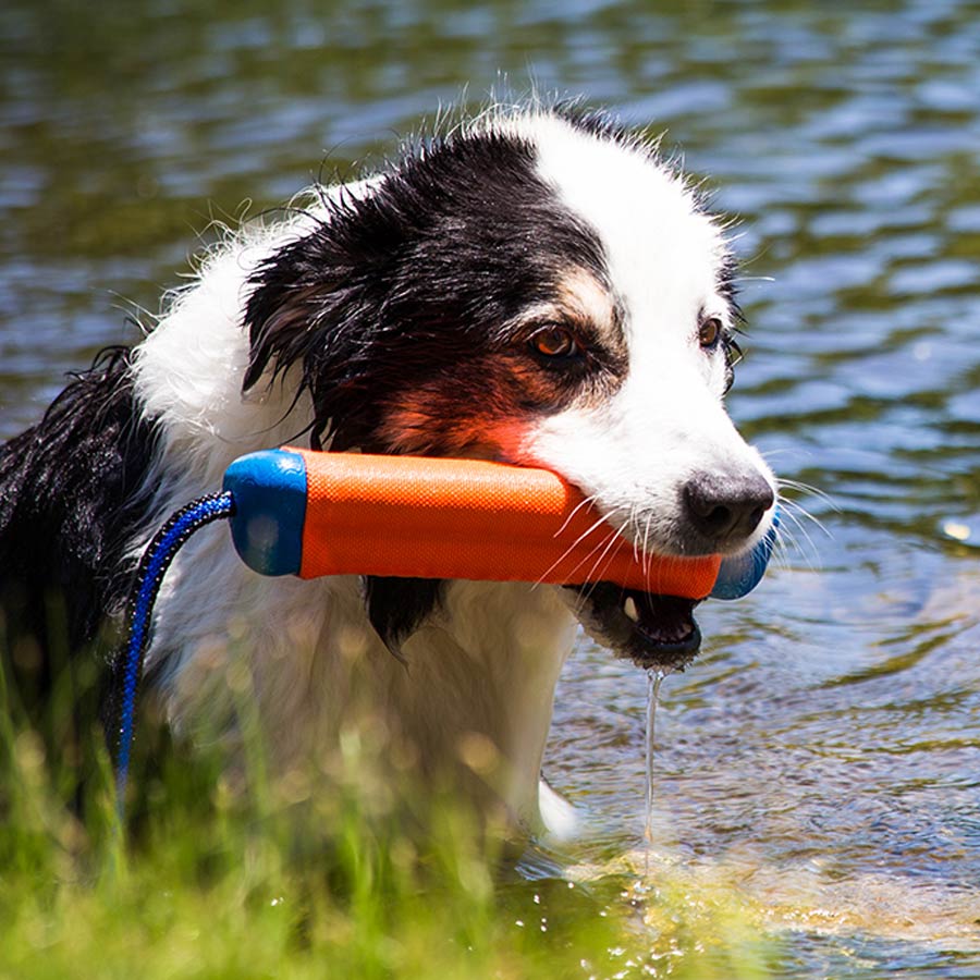 chuckit amphibious bumper
