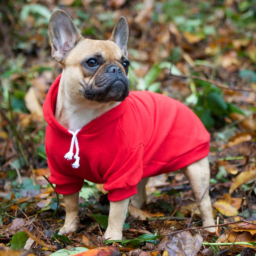 Simple Long Sleeve Hoodie Dog Fashion Regular Hoodie main image 1