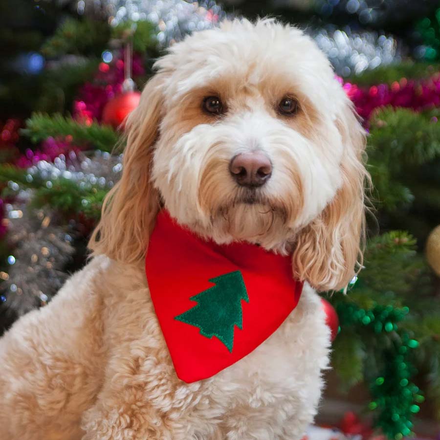 dog christmas neckerchief