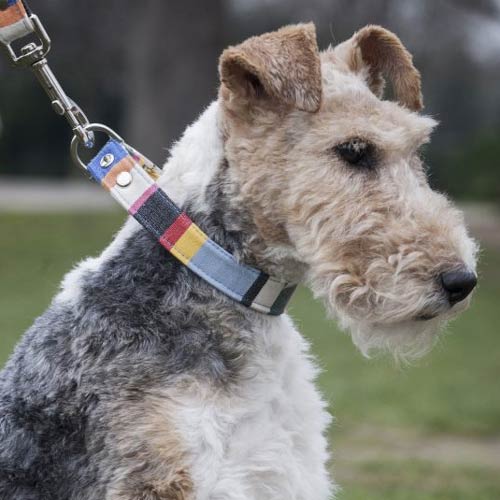 fabric dog collars