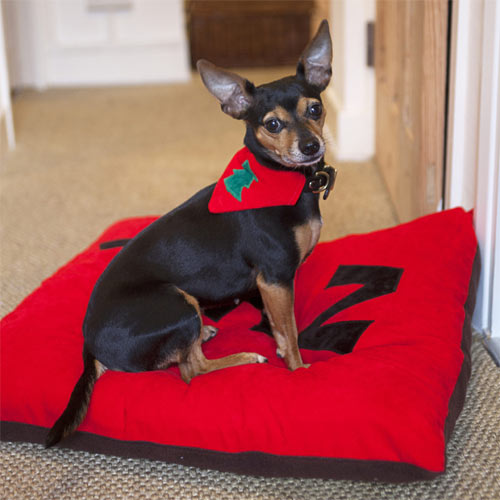 Personalised Dog Cushion Bed Personalised Dog Doza