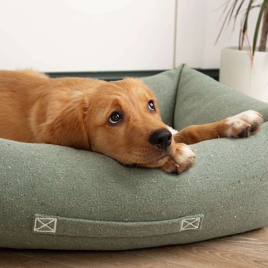 Scruffs Eden Eco-Friendly Dog Bed | Recycled