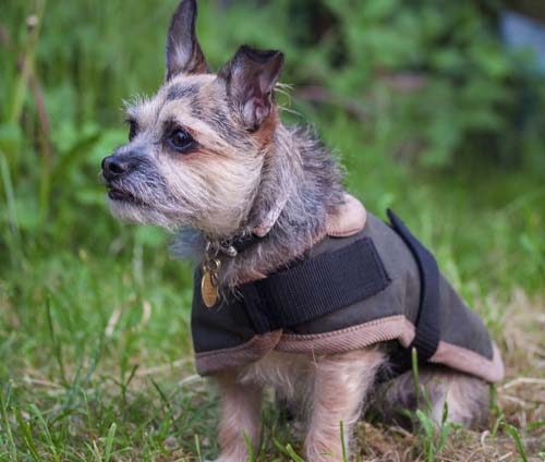 wax dog coat with harness hole