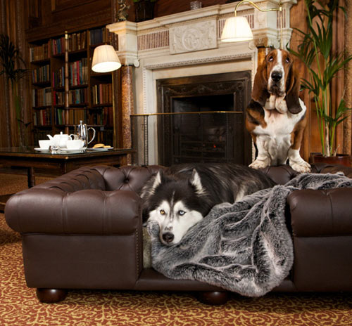 dog leather couch