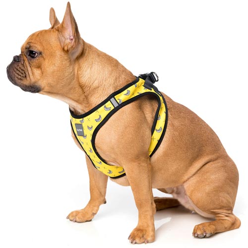 pretty dog harness