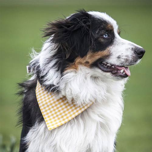 Gingham Dog Bandana UK Made