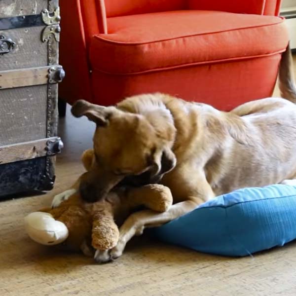 KONG Cozie X Large Plush Dog Toys Large Dogs