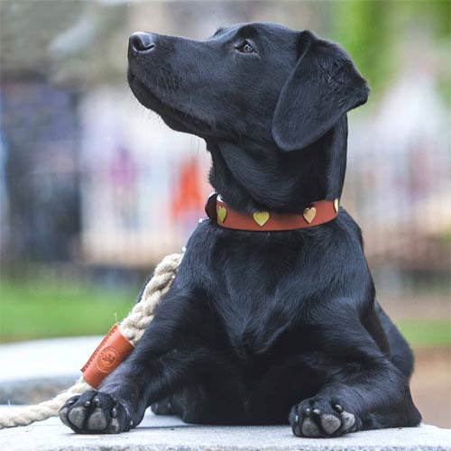 Tan Leather Studded Dog Collars UK