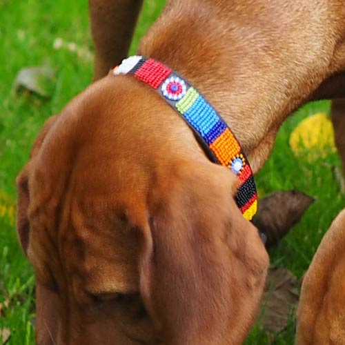 beaded dog leads