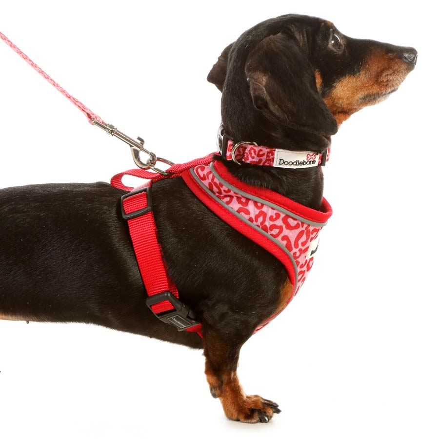 Doodlebone Airmesh Soft Dog Harness UK