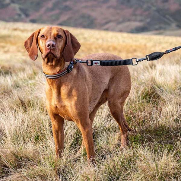 Shock Absorbing Dog Lead Extender UK