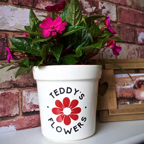 Personalised Pet Memorial Flower Pot Plant & Ashes