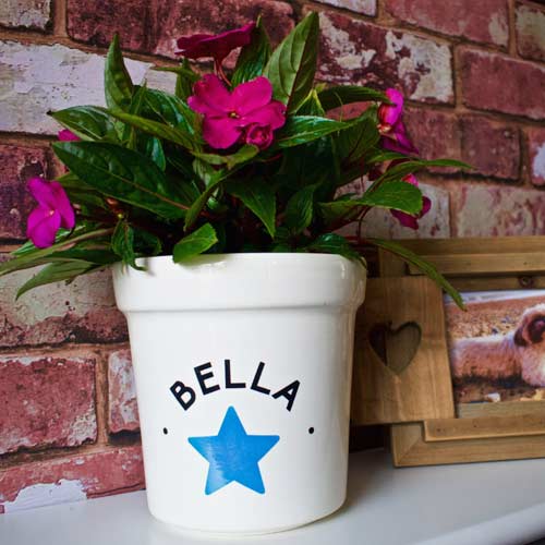 Personalised Pet Memorial Flower Pot Plant & Ashes