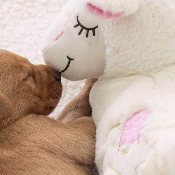 All For Paws Little Buddy Heart Beat Sheep - From £16.32