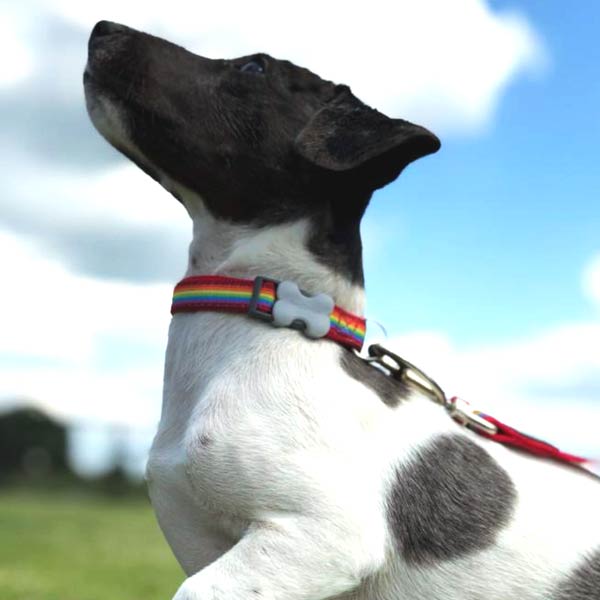 Red Dingo Dog Collar in Colourful Rainbow Design