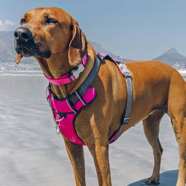 Red Dingo Padded Hot Pink Dog Harness UK