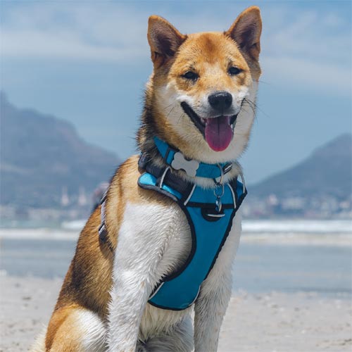 cushioned dog harness