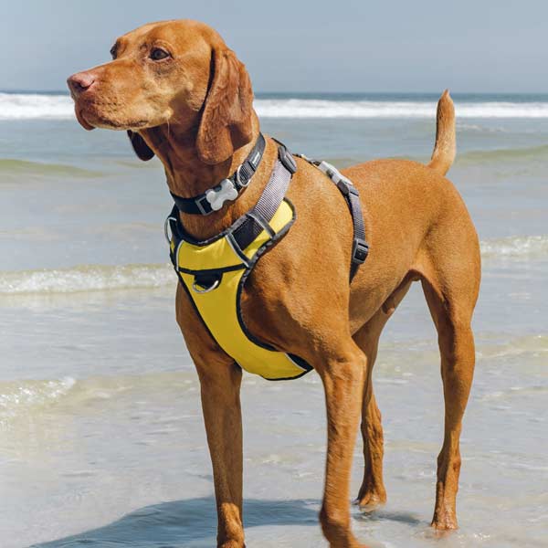 Red Dingo Padded Yellow Dog Harness with Two Drings