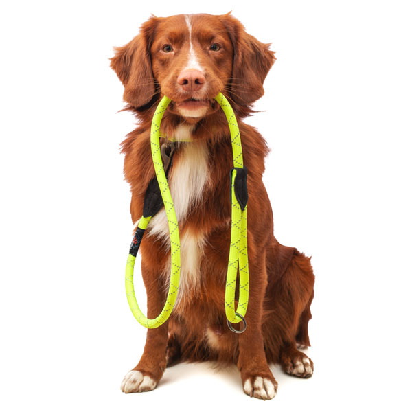Reflective Neon Yellow Rope Dog Lead UK