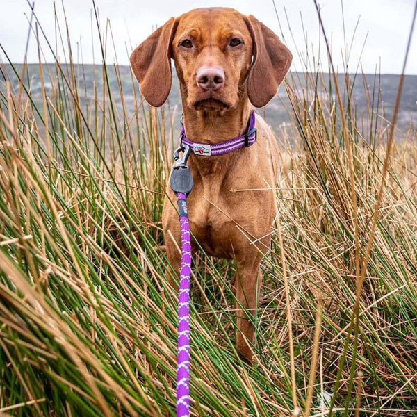 Rope Dog Lead with Secure Lock Carabiner Clip