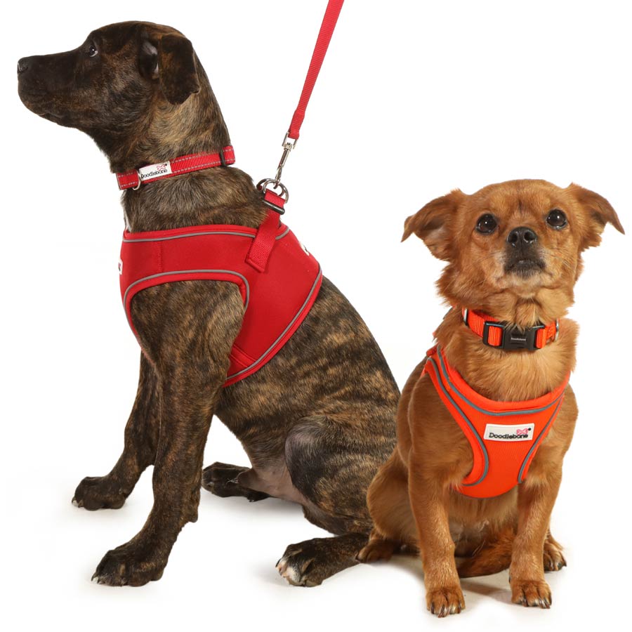 Doodlebone Originals Snappy Dog Harness UK