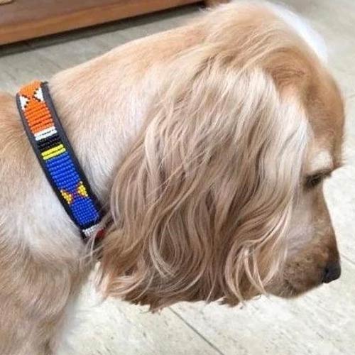 Masai Beaded Dog Collar - Bright