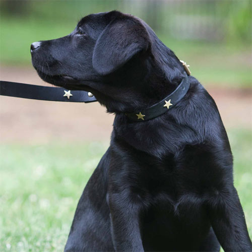 Studded Black Leather Dog Collar