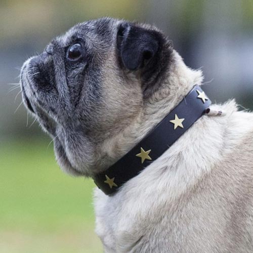 Studded Black Leather Dog Collar