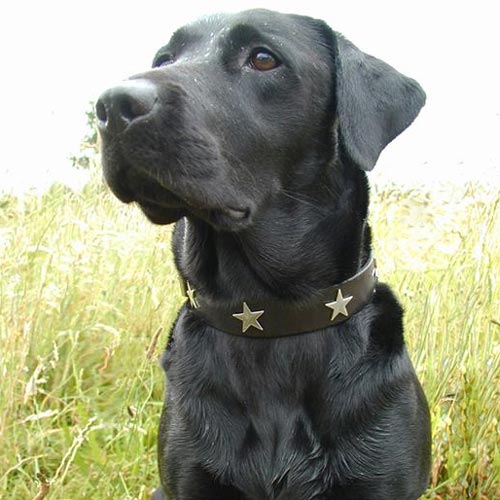 Studded Black Leather Dog Collar