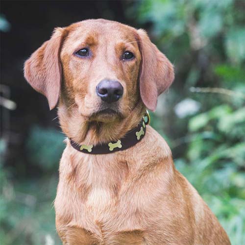 Studded Brown Leather Dog Collar