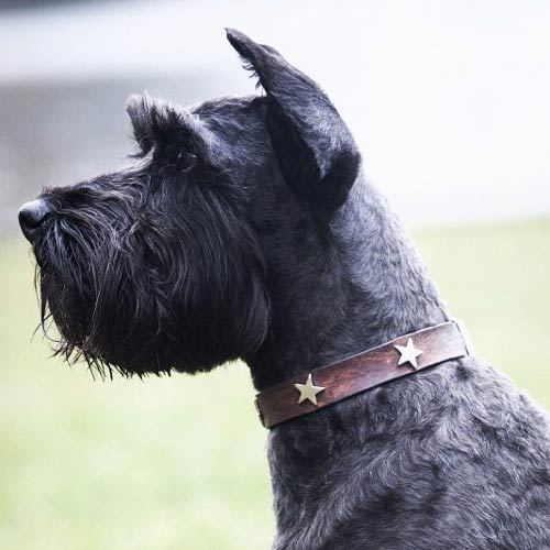 Studded Brown Leather Dog Collar