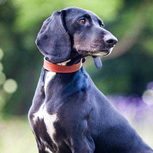 Tan Leather Dog Collar