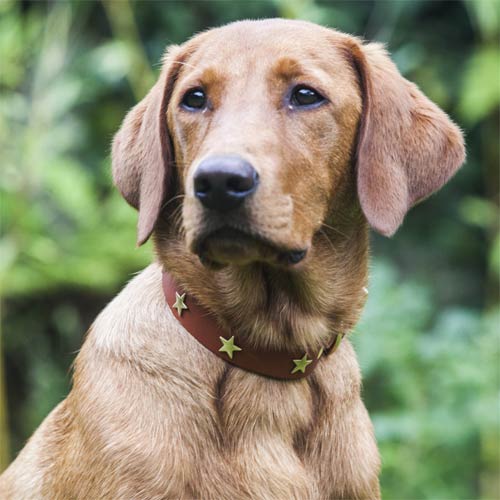 Studded Tan Leather Dog Collar