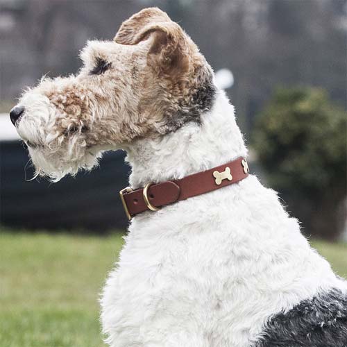 Studded Tan Leather Dog Collar