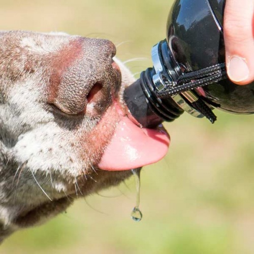 Lick & Flow Pet Water Bottle