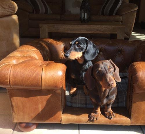 Balmoral Natural Real Leather Dog Sofa