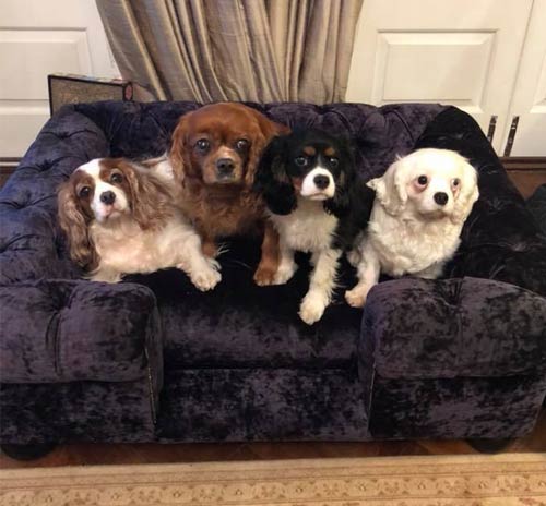 Balmoral Ebony Velvet Luxury Dog Sofa