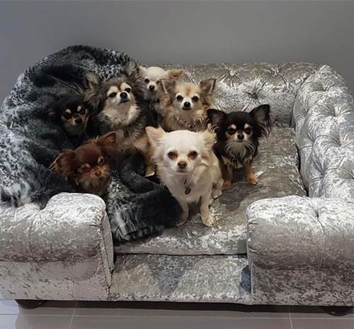 Balmoral Silver Velvet Luxury Dog Sofa