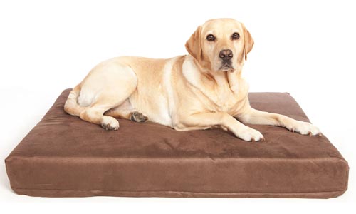 memory foam dog mattress