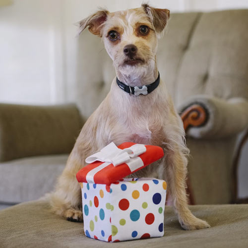 Party Time Gift Box Dog Toy